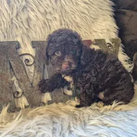 Hershey, a male Poodle - Miniature  for sale in Judson, IN – 7 of 9