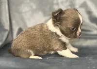 Liberty long coat, a male Chihuahua for sale in Orlando, FL – 3 of 4