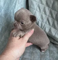 Joy girl 2, a female Chihuahua for sale in Orlando, FL – 5 of 7