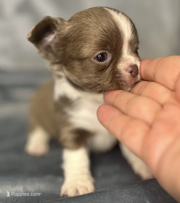 Liberty long coat – Chihuahua puppy for sale in Orlando, FL