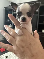 Love girl, a female Chihuahua for sale in Orlando, FL – 2 of 9