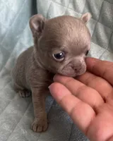 Joy girl 2, a female Chihuahua for sale in Orlando, FL – 6 of 7
