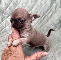 liberty  tiny, a male Chihuahua for sale in Orlando, FL – 5 of 5