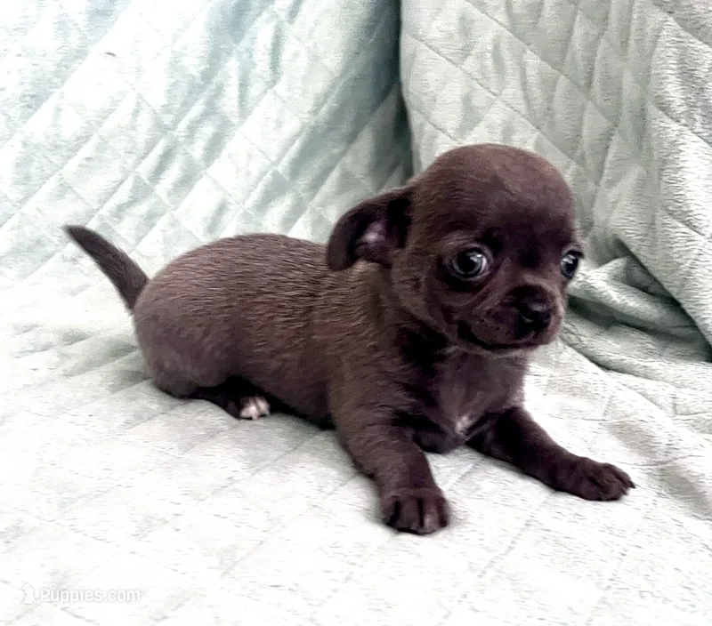 Liberty girl  – Chihuahua puppy for sale in Orlando, FL