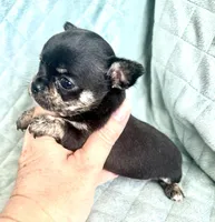 Hopes girl, a female Chihuahua for sale in Orlando, FL – 5 of 6