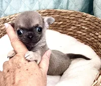 liberty  tiny, a male Chihuahua for sale in Orlando, FL – 4 of 5