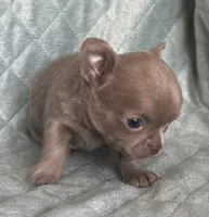 Joy girl 2, a female Chihuahua for sale in Orlando, FL – 4 of 7