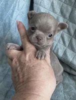 Joy girl 2, a female Chihuahua for sale in Orlando, FL – 3 of 7
