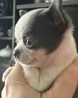 Love girl, a female Chihuahua for sale in Orlando, FL – 8 of 9