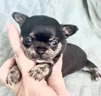 Hopes girl, a female Chihuahua for sale in Orlando, FL – 2 of 6
