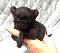 AKC TINY black, a female Chihuahua for sale in Orlando, FL – 3 of 3