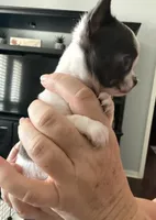 Love girl, a female Chihuahua for sale in Orlando, FL – 6 of 9