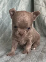 Joy girl 2, a female Chihuahua for sale in Orlando, FL – 7 of 7