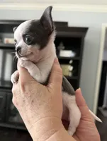Love girl, a female Chihuahua for sale in Orlando, FL – 1 of 9