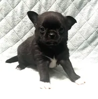AKC boy, a male Chihuahua for sale in Orlando, FL – 3 of 3