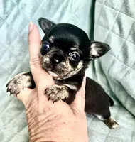 Hopes girl, a female Chihuahua for sale in Orlando, FL – 6 of 6