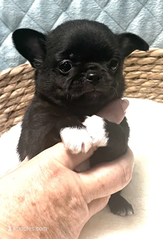 AKC boy – Chihuahua puppy for sale in Orlando, FL