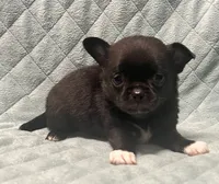 AKC boy, a male Chihuahua for sale in Orlando, FL – 2 of 3