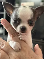 Love girl, a female Chihuahua for sale in Orlando, FL – 9 of 9