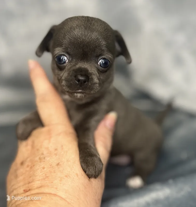 Liberty girl  – Chihuahua puppy for sale in Orlando, FL