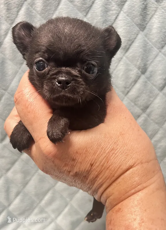 AKC TINY black – Chihuahua puppy on hold in Orlando, FL