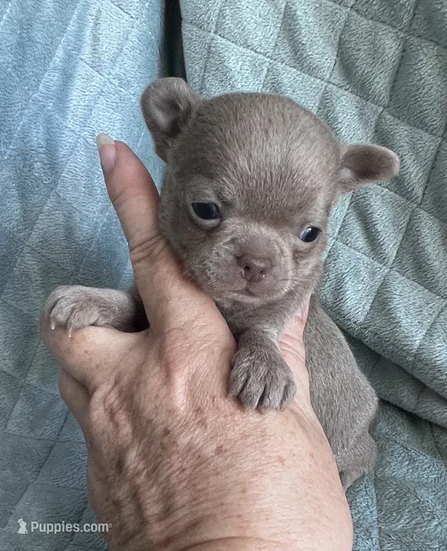 Joy girl 2 – Chihuahua puppy for sale in Orlando, FL