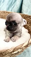 liberty  tiny, a male Chihuahua for sale in Orlando, FL – 1 of 5