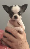 Love girl, a female Chihuahua for sale in Orlando, FL – 5 of 9