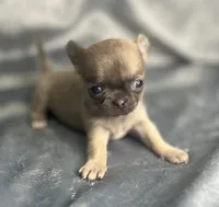 liberty  tiny, a male Chihuahua for sale in Orlando, FL – 2 of 5