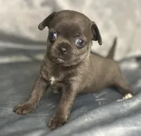 Liberty girl , a female Chihuahua for sale in Orlando, FL – 2 of 3