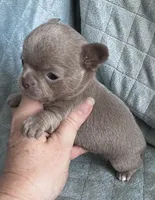 Joy girl 2, a female Chihuahua for sale in Orlando, FL – 2 of 7