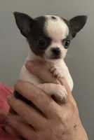 Love girl, a female Chihuahua for sale in Orlando, FL – 4 of 9
