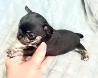 Hopes girl, a female Chihuahua for sale in Orlando, FL – 4 of 6