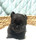 AKC TINY black, a female Chihuahua for sale in Orlando, FL – 2 of 3