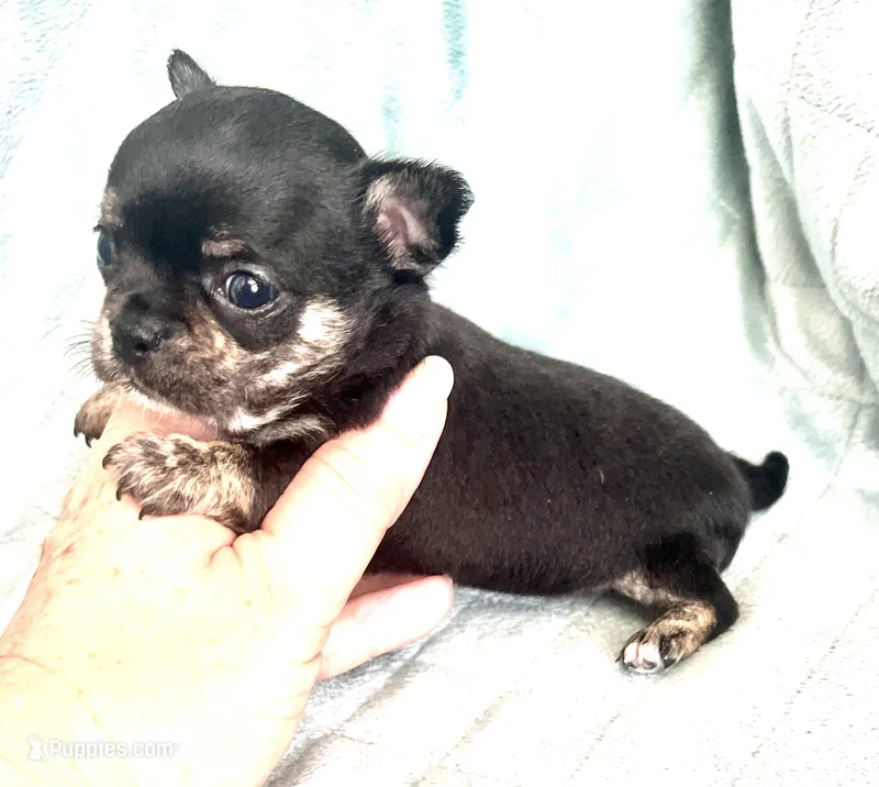 Hopes girl – Chihuahua puppy for sale in Orlando, FL