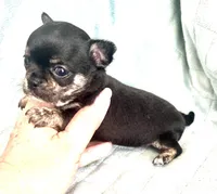 Hopes girl, a female Chihuahua for sale in Orlando, FL – 1 of 6