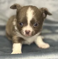 Liberty long coat, a male Chihuahua for sale in Orlando, FL – 2 of 4
