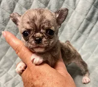 AKC brindle TINY, a female Chihuahua for sale in Orlando, FL – 3 of 3