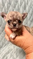 AKC brindle TINY, a female Chihuahua for sale in Orlando, FL – 2 of 3
