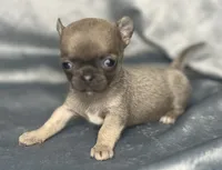 liberty  tiny, a male Chihuahua for sale in Orlando, FL – 3 of 5