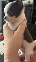 Love girl, a female Chihuahua for sale in Orlando, FL – 7 of 9