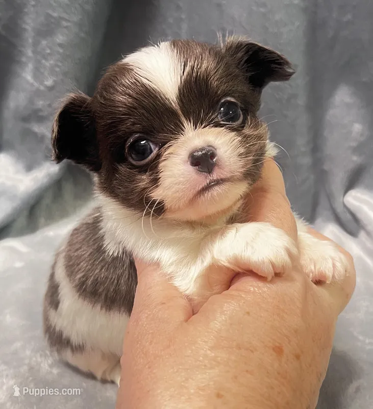 Roo – Chihuahua puppy for sale in Orlando, FL