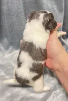 Roo, a male Chihuahua for sale in Orlando, FL – Photo 3 of 3