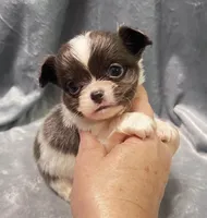 Roo, a male Chihuahua for sale in Orlando, FL – Photo 2 of 3