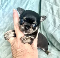 Hopes girl, a female Chihuahua for sale in Orlando, FL – 3 of 6