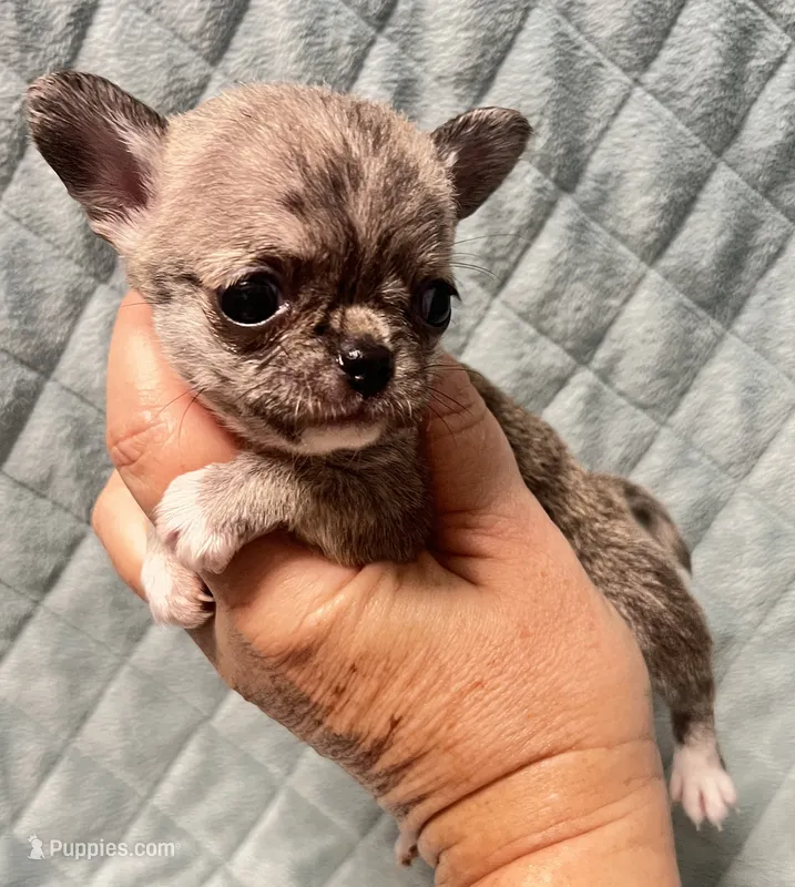 AKC brindle TINY – Chihuahua puppy on hold in Orlando, FL