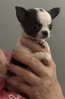Love girl, a female Chihuahua for sale in Orlando, FL – 3 of 9