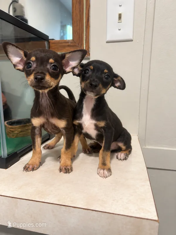 Taco – Chihuahua puppy for sale in Saint Cloud, FL