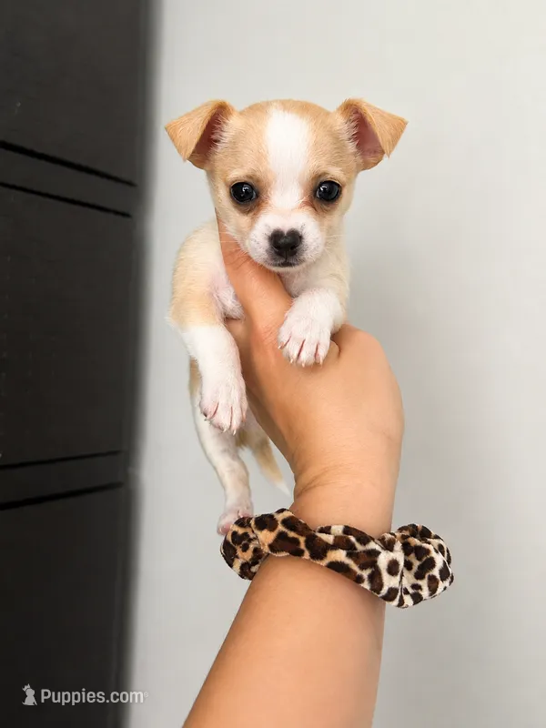 Tini  – Malchi puppy for sale in Saint Cloud, FL