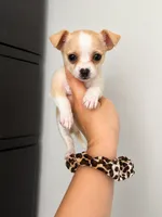 Tini , a female Malchi for sale in Saint Cloud, FL – 1 of 4